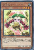 占術姫コインノーマ【レア】{CPD1-JP030}《モンスター》