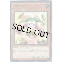 占術姫コインノーマ【レア】{CPD1-JP030}《モンスター》