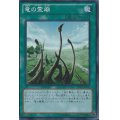 〔状態A-〕竜の霊廟【スーパー】{SD25-JP020}《魔法》