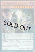 〔状態A-〕DD魔導賢者トーマス【レア】{TDIL-JP010}《モンスター》