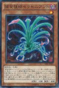 〔状態A-〕捕食植物セラセニアント【ノーマル】{SPFE-JP001}《モンスター》