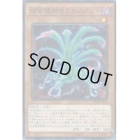捕食植物セラセニアント【ノーマル】{SPFE-JP001}《モンスター》
