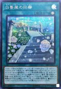 〔状態A-〕白薔薇の回廊【シークレット】{20PP-JP011}《魔法》