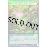 〔状態A-〕森【スーパー】{RD/B221-JP004}《RD魔法》