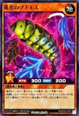 進化のプチモス【ノーマル】{RD/AP02-JP041}《RDモンスター》