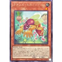 ナチュルモルクリケット【レア】{DABL-JP020}《モンスター》