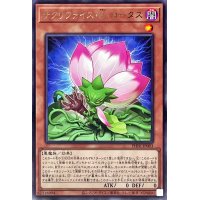 〔状態A-〕サクリファイスDロータス【レア】{PHNI-JP003}《モンスター》