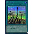 竜の霊廟【シークレット】{QCCP-JP194}《魔法》
