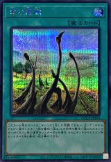 〔状態A-〕竜の霊廟【シークレット】{QCCP-JP194}《魔法》