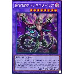 画像1: 〔状態A-〕捕食植物ドラゴスタペリア【コレクターズ】{RC04-JP028}《融合》