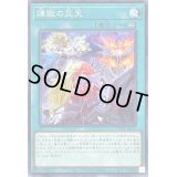 煉獄の災天【ノーマル】{TW01-JP117}《魔法》